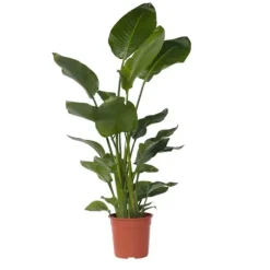 Paradisfugl - Strelitzia nicolai - Højde 150-170cm - ⌀28cm