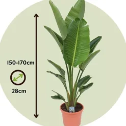 Paradisfugl - Strelitzia nicolai - Højde 150-170cm - ⌀28cm