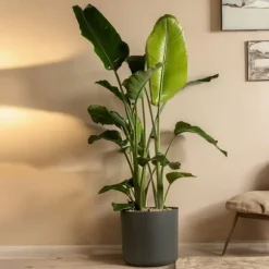 Paradisfugl - Strelitzia nicolai - Højde 150-170cm - ⌀28cm