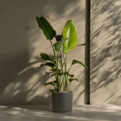 Paradisfugl - Strelitzia nicolai - Højde 150-170cm - ⌀28cm