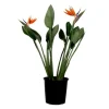 Paradisfugl - Strelitzia reginae - med blomster - Højde 70-100cm - Ø19cm