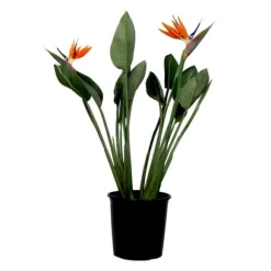 Paradisfugl - Strelitzia reginae - med blomster - Højde 70-100cm - Ø19cm