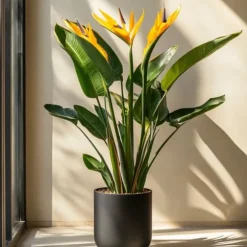 Paradisfugl - Strelitzia reginae - med blomster - Højde 70-100cm - Ø19cm