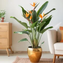 Paradisfugl - Strelitzia reginae - med blomster - Højde 70-100cm - Ø19cm