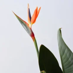 Paradisfugl - Strelitzia reginae - med blomster - Højde 70-100cm - Ø19cm
