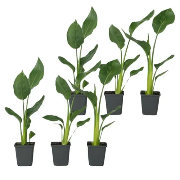Paradisfugleblomst - Sæt med 6 - Strelitzia reginea - Højde 25-40cm - ⌀9cm