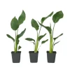 Paradisfugleblomst - Sæt med 3 - Strelitzia reginea - Højde 25-40cm - ⌀9cm