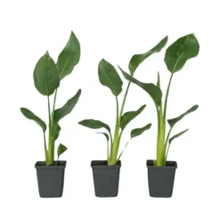 Paradisfugleblomst - Sæt med 3 - Strelitzia reginea - Højde 25-40cm - ⌀9cm