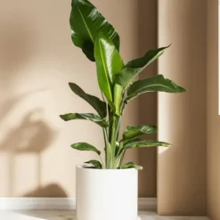 Paradisfugleblomst - Sæt med 3 - Strelitzia reginea - Højde 25-40cm - ⌀9cm
