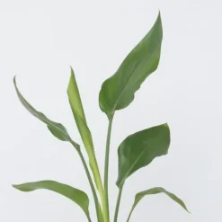 Paradisfugleblomst - Sæt med 3 - Strelitzia reginea - Højde 25-40cm - ⌀9cm