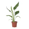 Paradisfugleblomst - Strelitzia reginea - Højde 25-40cm - ⌀9cm
