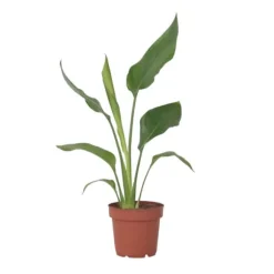 Paradisfugleblomst - Strelitzia reginea - Højde 25-40cm - ⌀9cm