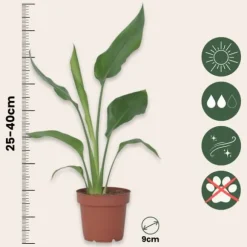 Paradisfugleblomst - Strelitzia reginea - Højde 25-40cm - ⌀9cm