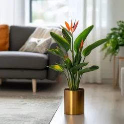 Paradisfugleblomst - Strelitzia reginea - Højde 25-40cm - ⌀9cm