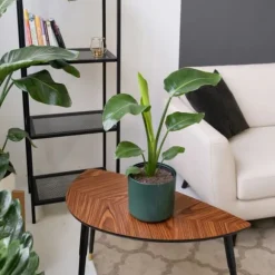 Paradisfugleblomst - Strelitzia reginea - Højde 25-40cm - ⌀9cm