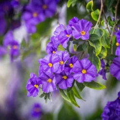 Paraguay-natskygge - Sæt med 3 - Lycianthes rantonnetii - Højde 25-40cm - ⌀9cm