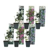 Passionsblomst - Sæt med 6 - Passiflora hybridum - Højde 25-40cm - ⌀9cm