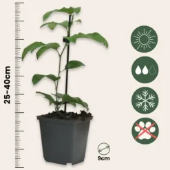 Passionsblomst - Sæt med 6 - Passiflora hybridum - Højde 25-40cm - ⌀9cm