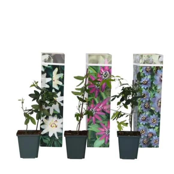 Passionsblomst - Sæt med 3 - Passiflora hybridum - Højde 25-40cm - ⌀9cm