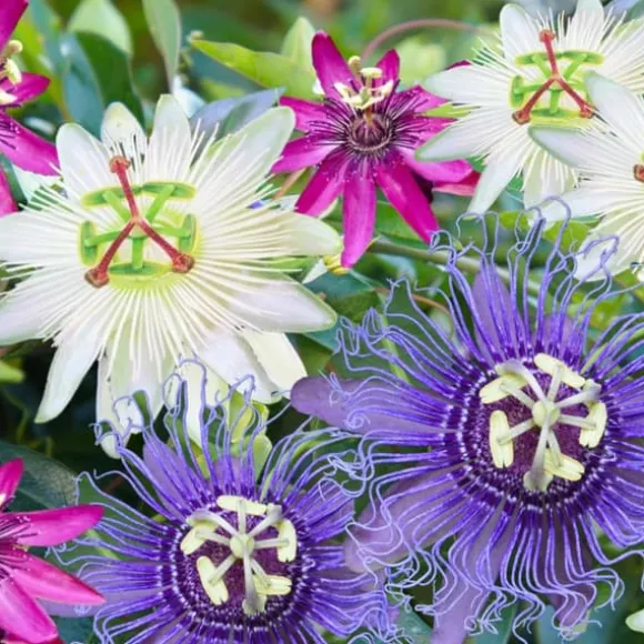 Passionsblomst - Sæt med 3 - Passiflora hybridum - Højde 25-40cm - ⌀9cm