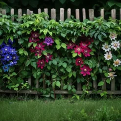 Passionsblomst - Sæt med 3 - Passiflora hybridum - Højde 25-40cm - ⌀9cm