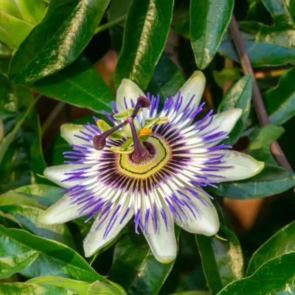 Passionsblomst - Sæt med 3 - Passiflora hybridum - Højde 25-40cm - ⌀9cm