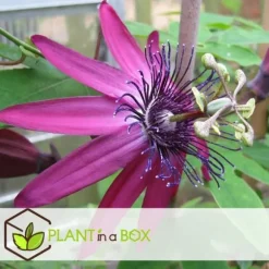 Passionsblomst - Sæt med 3 - Passiflora hybridum - Højde 25-40cm - ⌀9cm