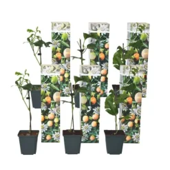 Passionsfrugt - Sæt med 6 - Passiflora edulis 'Frederick' - Højde 25-40cm - ⌀9cm