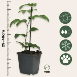 Passionsfrugt - Sæt med 6 - Passiflora edulis 'Frederick' - Højde 25-40cm - ⌀9cm
