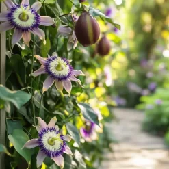 Passionsfrugt - Sæt med 6 - Passiflora edulis 'Frederick' - Højde 25-40cm - ⌀9cm