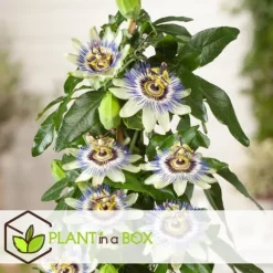 Passionsfrugt - Sæt med 6 - Passiflora edulis 'Frederick' - Højde 25-40cm - ⌀9cm