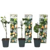 Passionsfrugt - Sæt med 3 - Passiflora edulis 'Frederick' - Højde 25-40cm - ⌀9cm