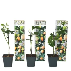Passionsfrugt - Sæt med 3 - Passiflora edulis 'Frederick' - Højde 25-40cm - ⌀9cm