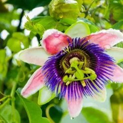 Passionsfrugt - Sæt med 3 - Passiflora edulis 'Frederick' - Højde 25-40cm - ⌀9cm