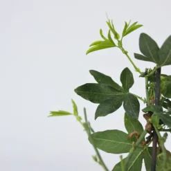 Passionsfrugt - Sæt med 3 - Passiflora edulis 'Frederick' - Højde 25-40cm - ⌀9cm