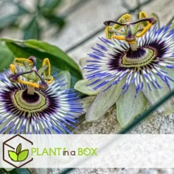 Passionsfrugt - Sæt med 3 - Passiflora edulis 'Frederick' - Højde 25-40cm - ⌀9cm