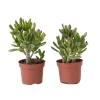 Pengetræ - 2 stk. - Crassula ovata 'Gollum' - Højde 15-25 cm - Potte 12 cm