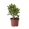 Pengetræ - Crassula ovata 'Gollum' - Højde 15-25 cm - Potte 12 cm