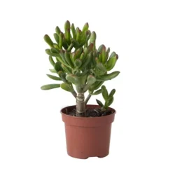 Pengetræ - Crassula ovata 'Gollum' - Højde 15-25 cm - Potte 12 cm