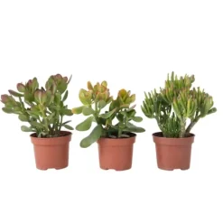 Pengetræ - Mix af 3 - Crassula Minor, Hobbit, Sunset - Højde 10-25 cm - ø12 cm