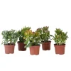 Pengetræ - Mix af 5 Crassula ovata - Højde 10–25 cm - Potte 12 cm