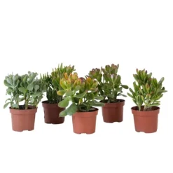 Pengetræ - Mix af 5 Crassula ovata - Højde 10–25 cm - Potte 12 cm