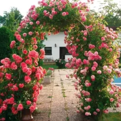 Pergola - havelåge, bue