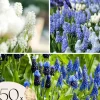 Perlehyacinth løg - Sæt med 50 - Muscari 'Magic Mix' - Blomsterløg - Flerfarvet