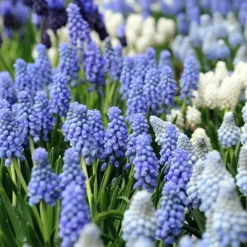 Perlehyacinth løg - Sæt med 50 - Muscari 'Magic Mix' - Blomsterløg - Flerfarvet