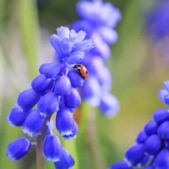 Perlehyacinth løg - Sæt med 50 - Muscari 'Magic Mix' - Blomsterløg - Flerfarvet