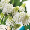 Perlehyacinth løg - Sæt med 50 - Muscari 'White Magic' - Blomsterløg - Hvid