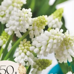 Perlehyacinth løg - Sæt med 50 - Muscari 'White Magic' - Blomsterløg - Hvid