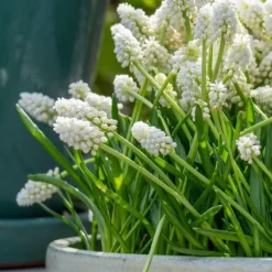 Perlehyacinth løg - Sæt med 50 - Muscari 'White Magic' - Blomsterløg - Hvid