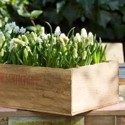 Perlehyacinth løg - Sæt med 50 - Muscari 'White Magic' - Blomsterløg - Hvid